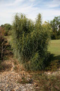 Image of Banksia prolata A. R. Mast & K. R. Thiele