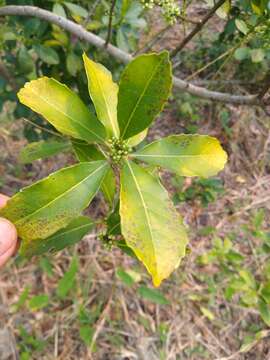 Image of Yerba Maté