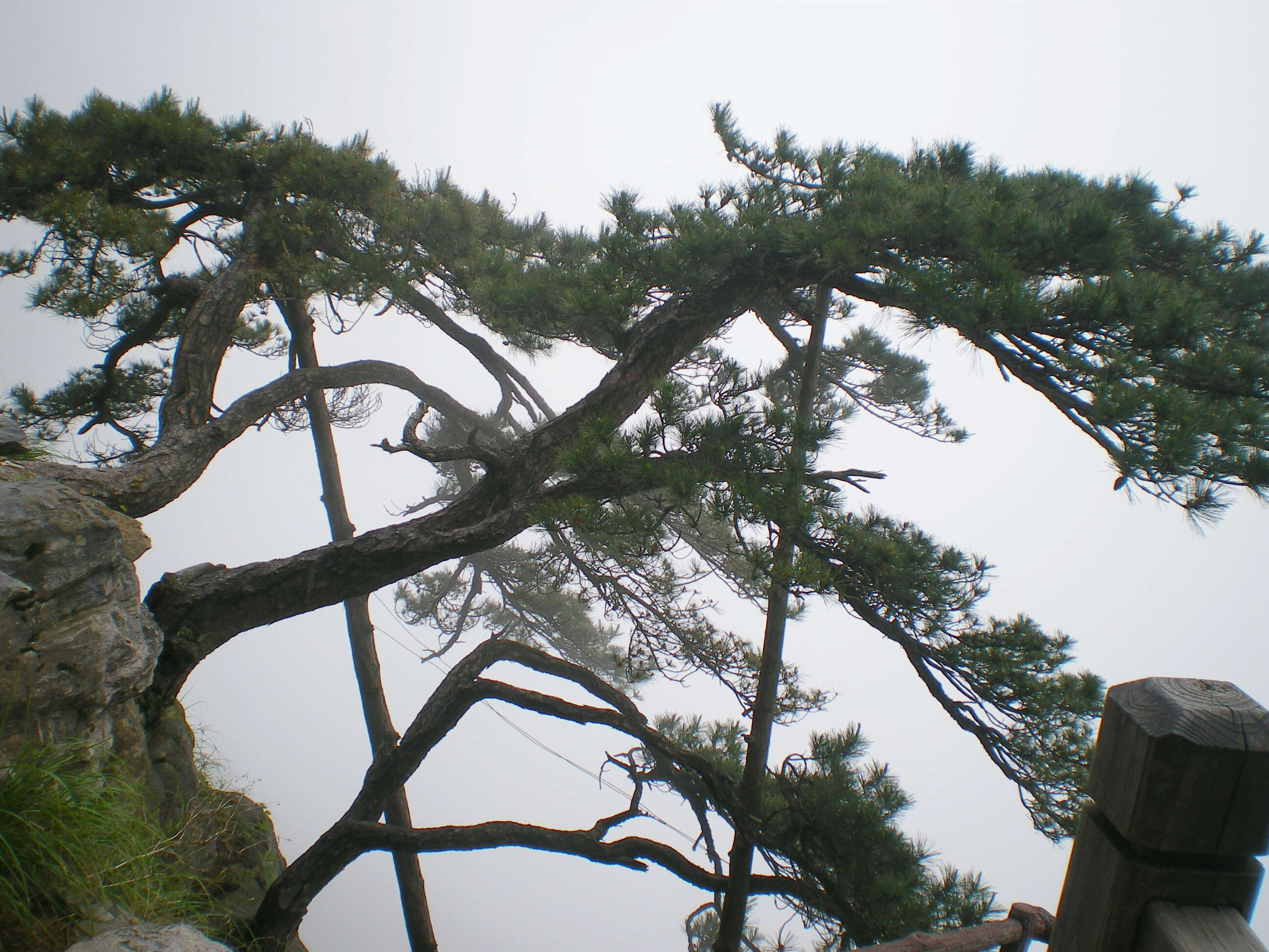 Image of Huangshan Pine