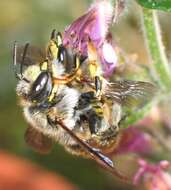 Image of wool-carder bee