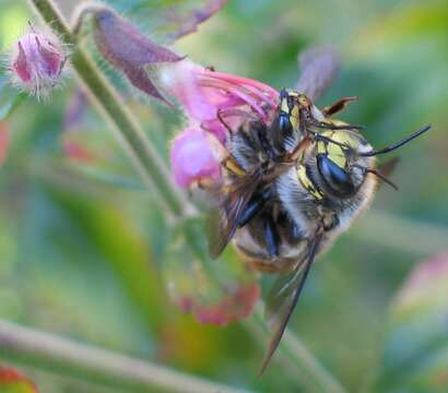 Image of wool-carder bee