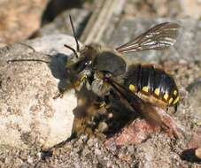 صورة Anthidium manicatum (Linnaeus 1758)