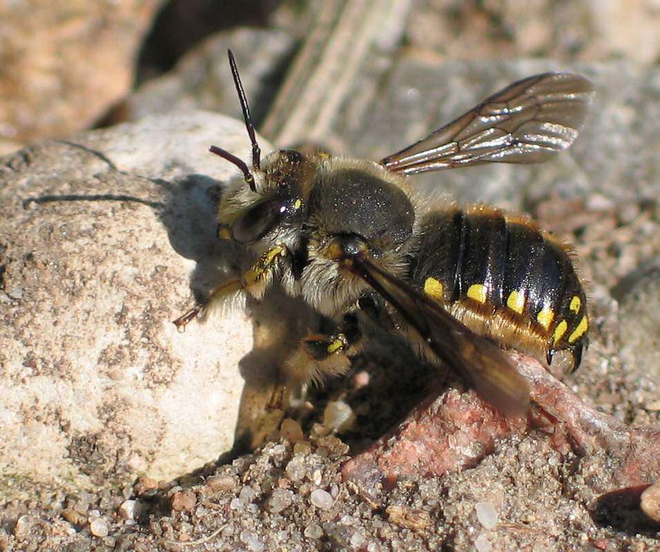 Image of wool-carder bee