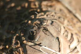 Image of Redbacked broad-headed bug