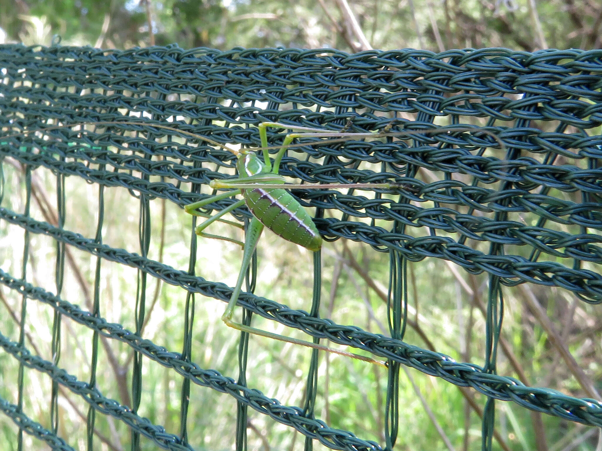 Image of Common Short-winged Katydid