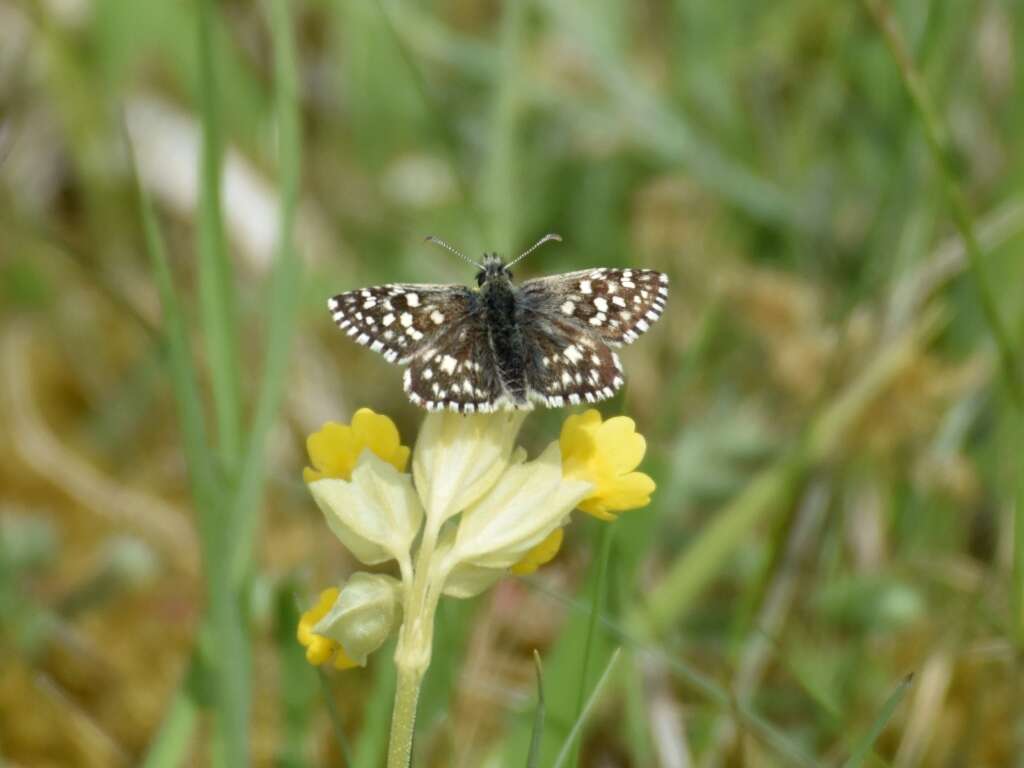 Image of Grizzled skipper