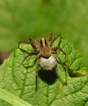 Image of Pardosa lugubris (Walckenaer 1802)