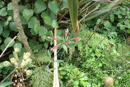 Image of lily of the Incas