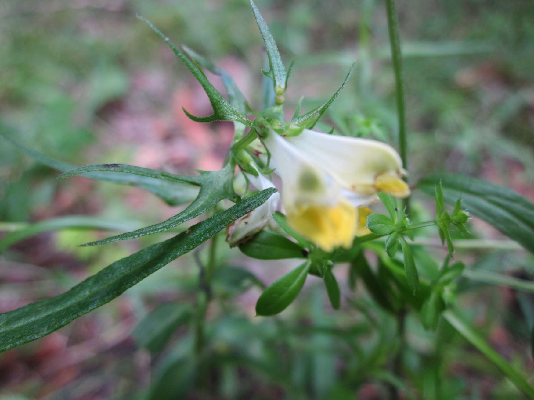 Image of common cow-wheat