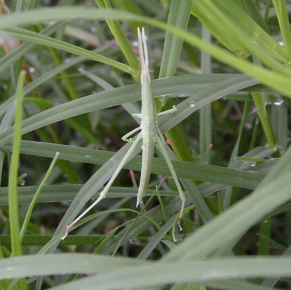 Image of Chinese Grasshopper