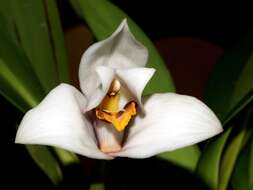 Image of Tiger orchids