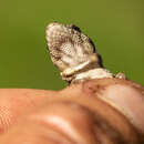 Image of King dwarf gecko