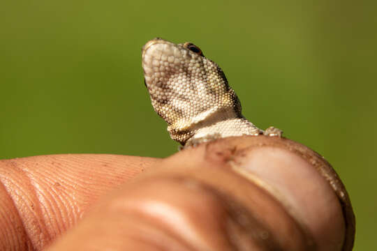 Image of King dwarf gecko