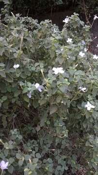 Image of Barleria longiflora L. fil.