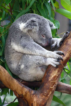 Image of koalas