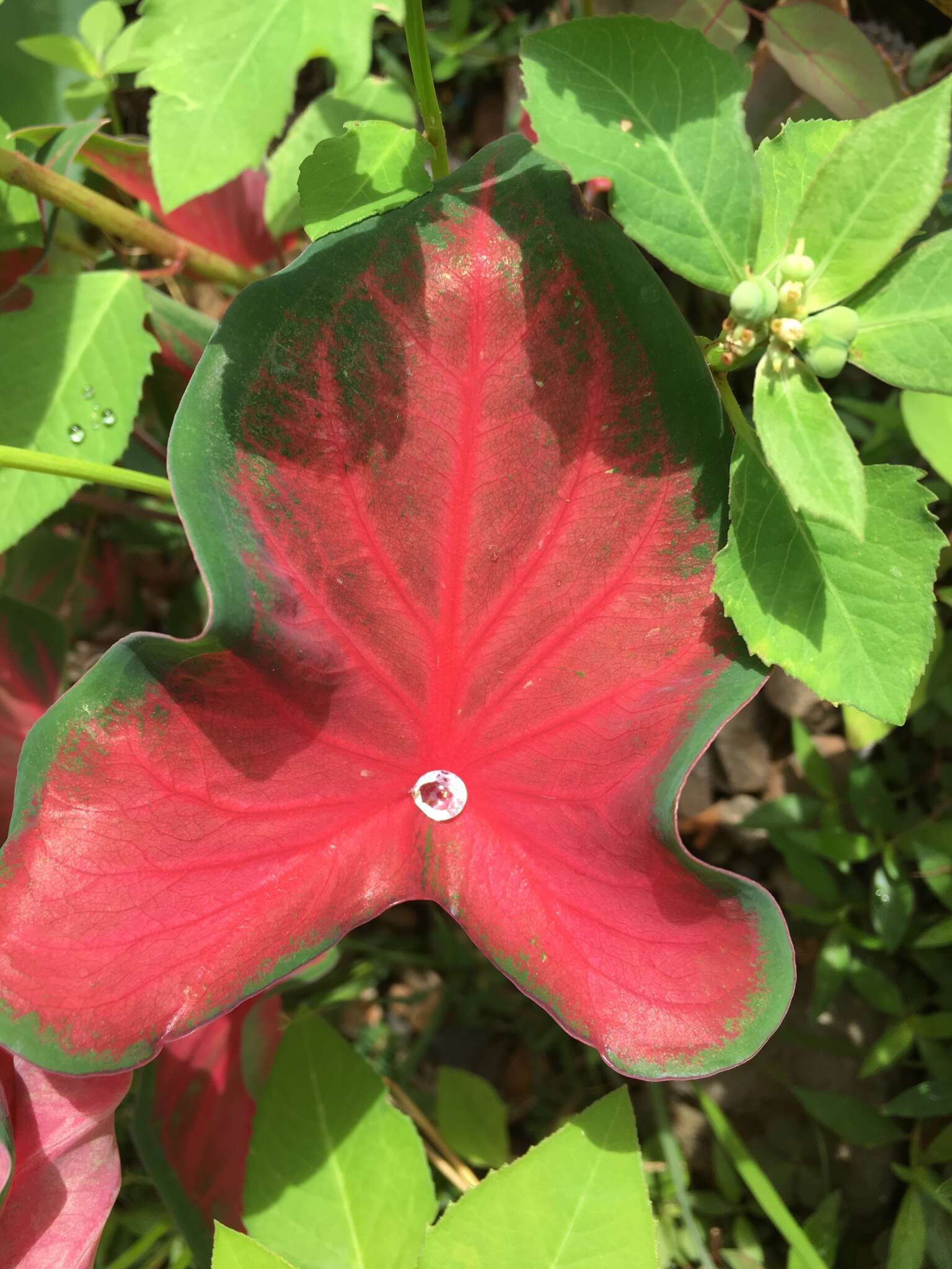 Image of Caladium bicolor (Aiton) Vent.