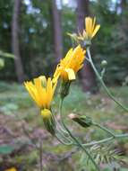 Image of few-leaved hawkweed