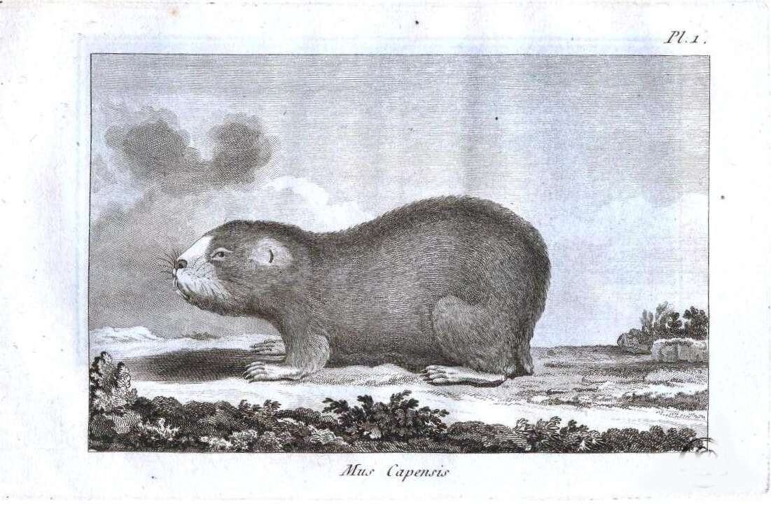 Image of Georychus Illiger 1811