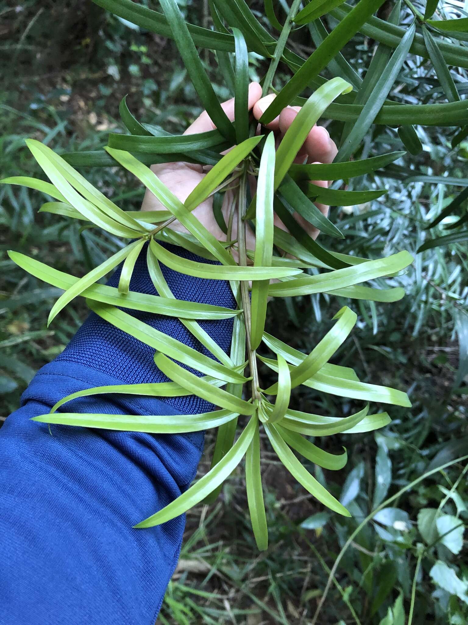 亨氏罗汉松的圖片