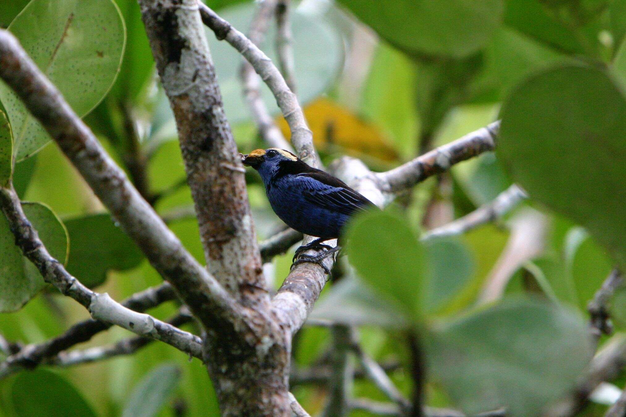 Image of Opal-crowned Tanager