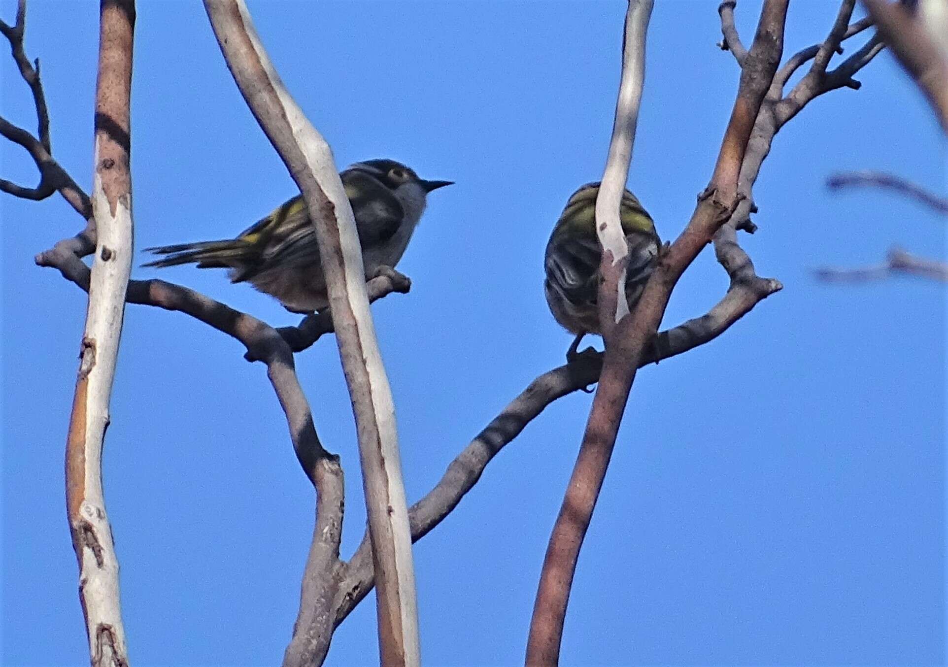 صورة Melithreptus brevirostris pallidiceps Mathews 1912