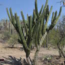 Image of Escontria chiotilla (F. A. C. Weber) Rose