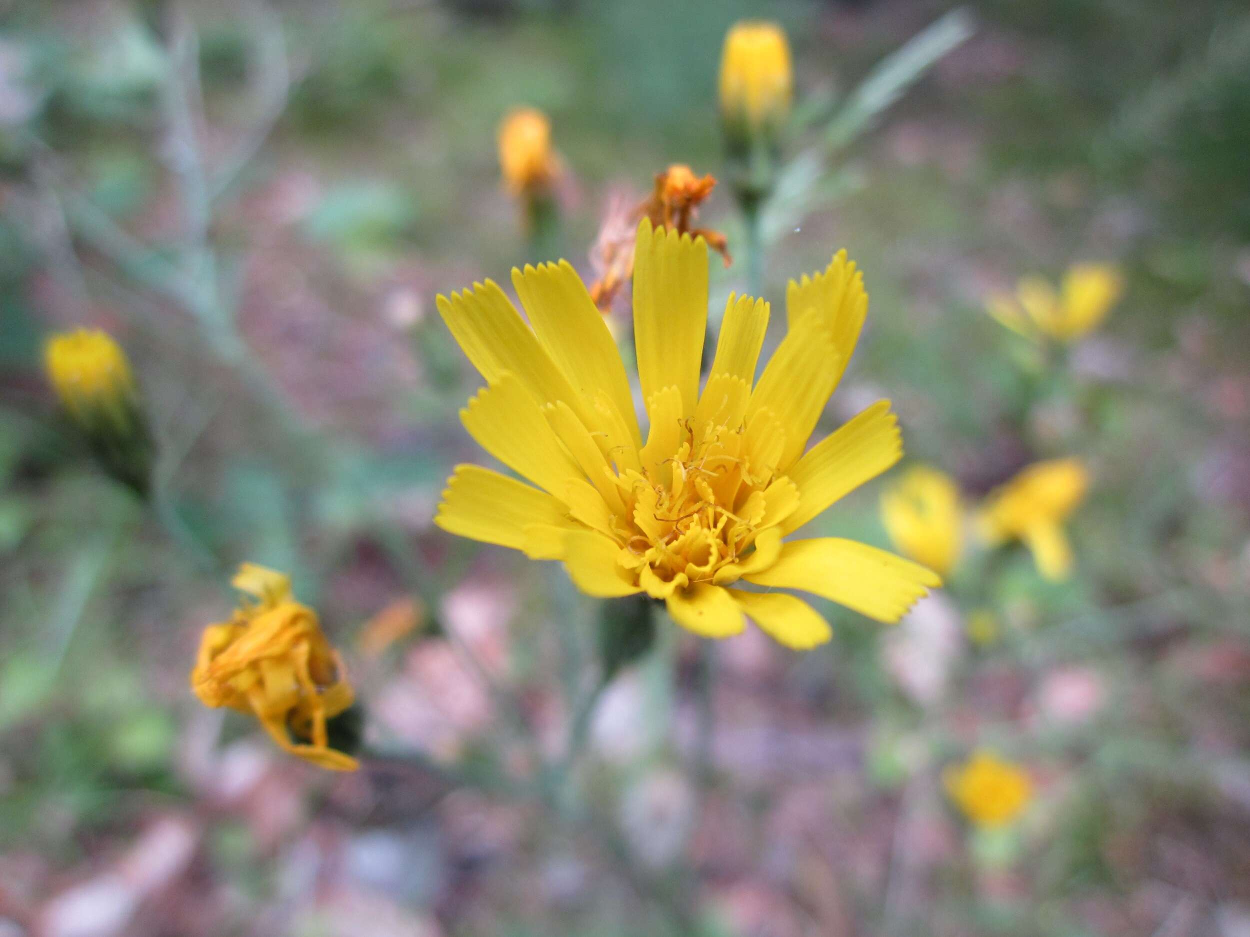 Image of few-leaved hawkweed