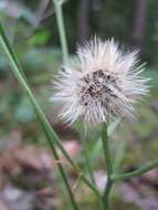 Image of few-leaved hawkweed