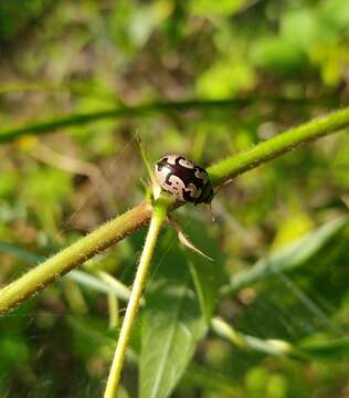 Image of <i>Calligrapha ancoralis</i>