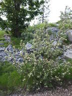 Imagem de Viburnum maculatum Pant.