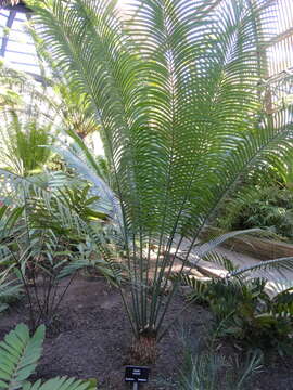 Image of Madagascar Cycad