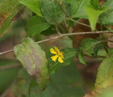 Image of Hop Goodenia