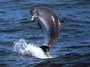 Image of Dwarf Sperm Whale