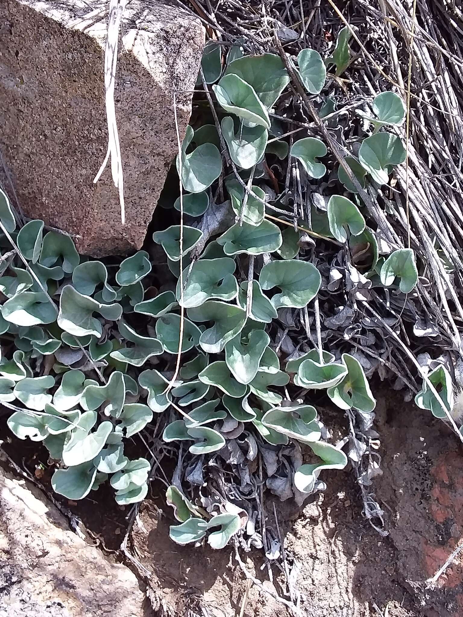 Imagem de Dichondra sericea Sw.