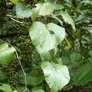 Sivun Vitis tiliifolia Humb. & Bonpl. ex Roem. & Schult. kuva