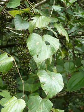 Sivun Vitis tiliifolia Humb. & Bonpl. ex Roem. & Schult. kuva