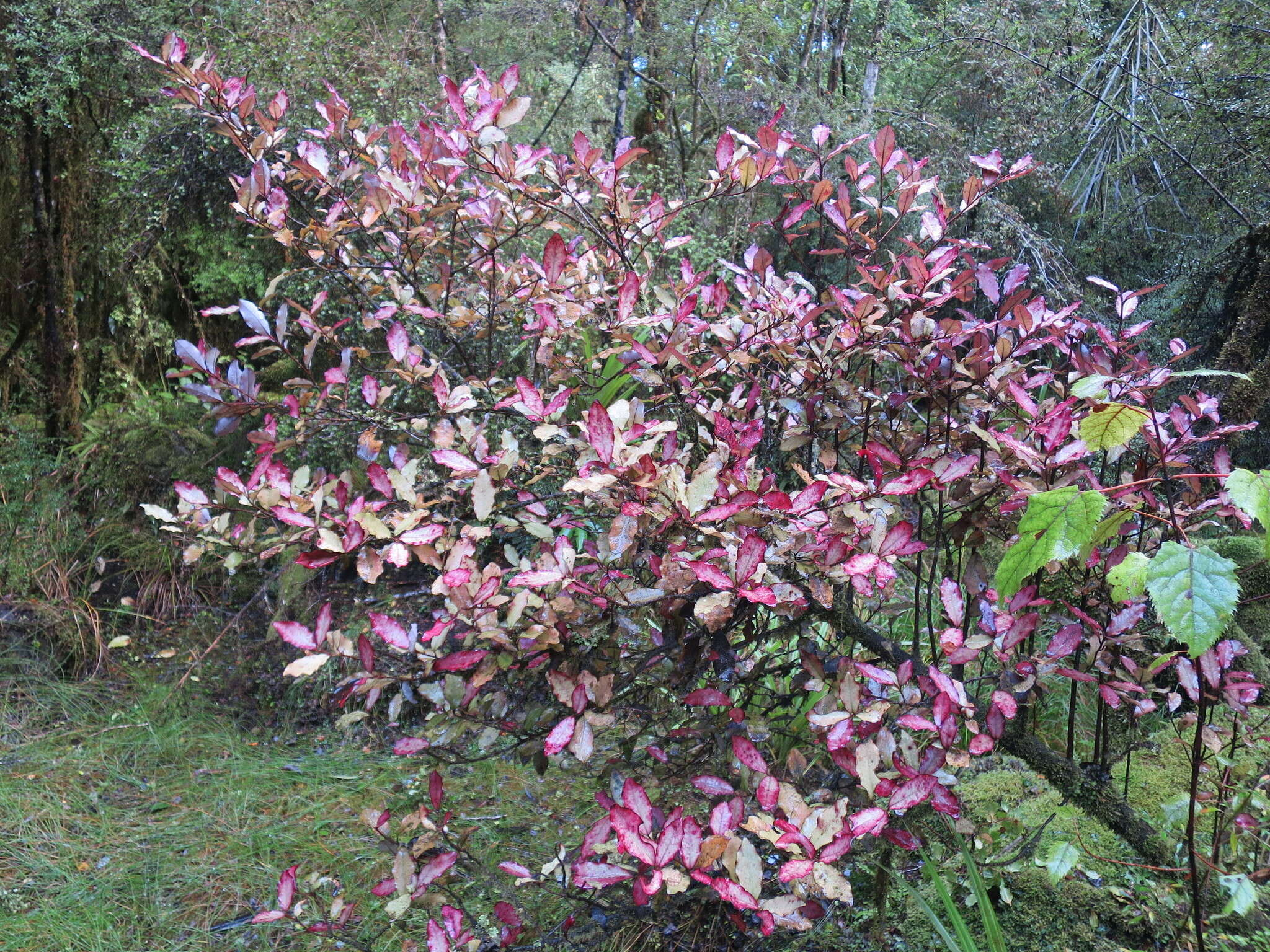 Pseudowintera colorata (Raoul) Dandy resmi