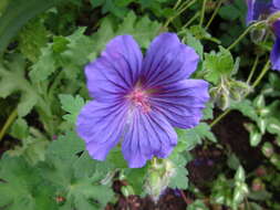 Image of Geranium × magnificum