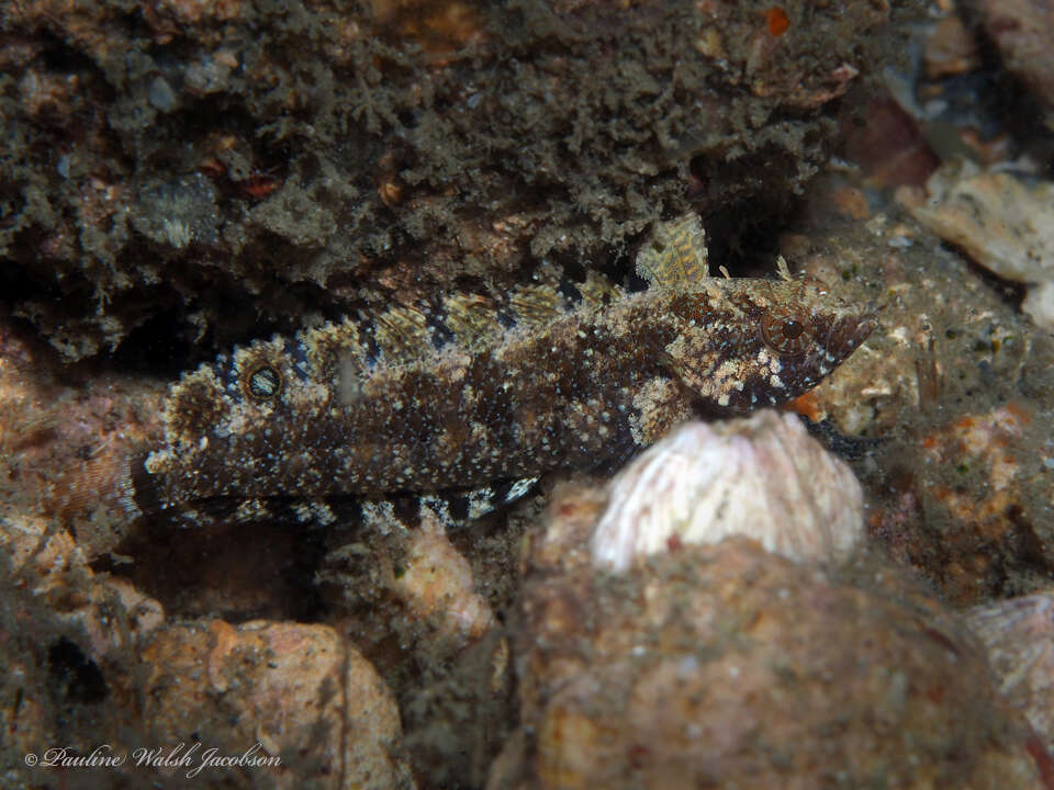 Sivun Paraclinus fasciatus (Steindachner 1876) kuva