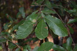 Image of Quercus castanea Née