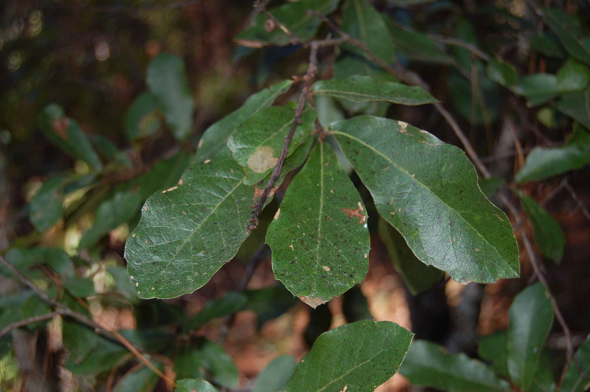 Слика од Quercus castanea Née