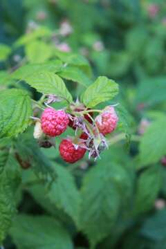 Image of Raspberry