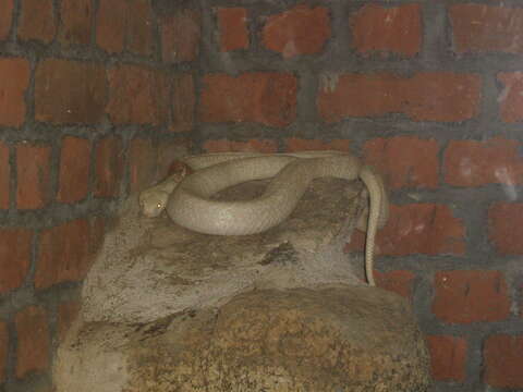 Image of Indian cobra