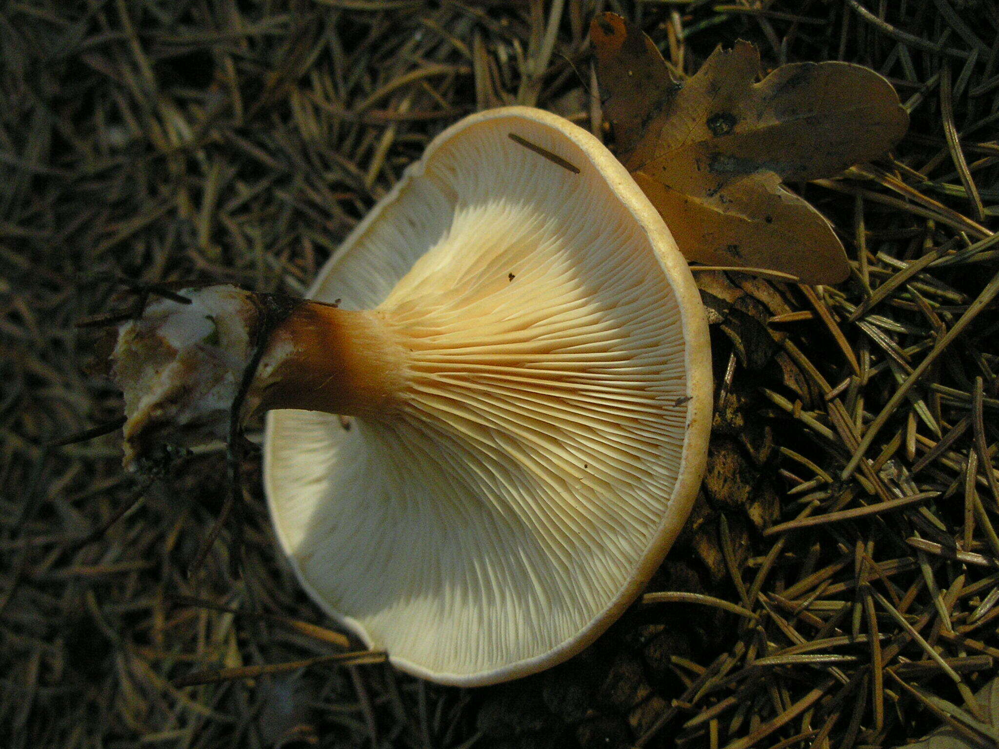 Image of Paralepista gilva (Pers.) Raithelh. 1996