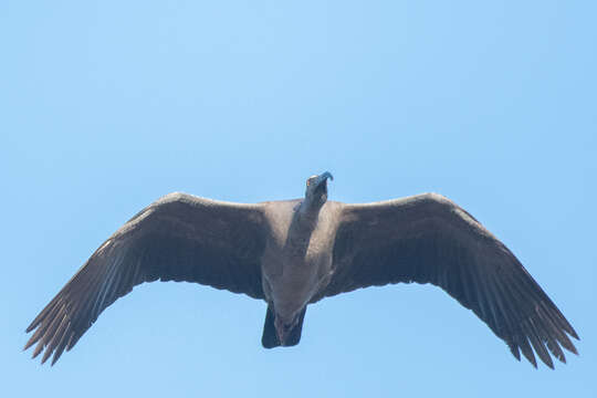 Image of Plumbeous Ibis