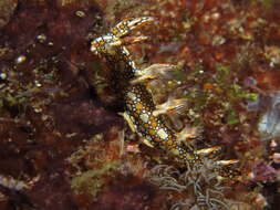 Image of Swimming nudibranch