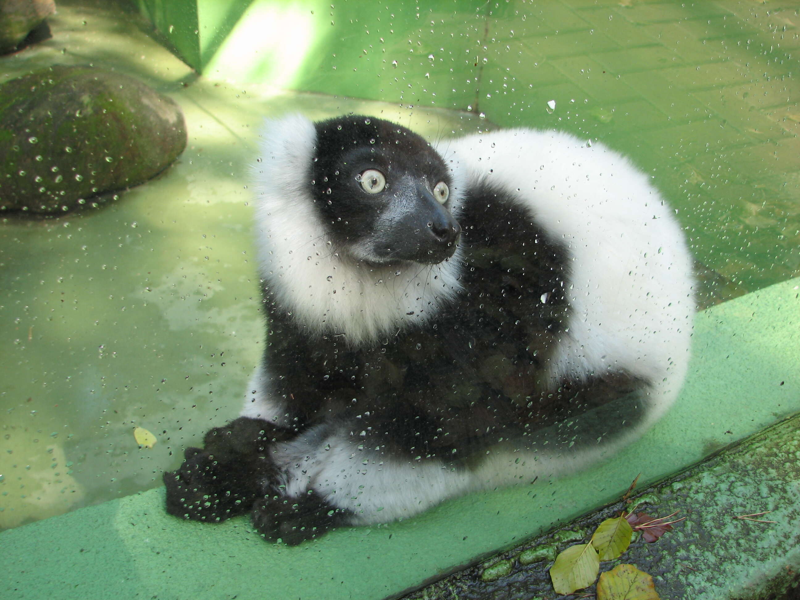 Image of Black-and-white Ruffed Lemur