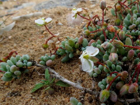 Image of Kewa angrae-pequenae (Friedr.) Christenhusz et al.