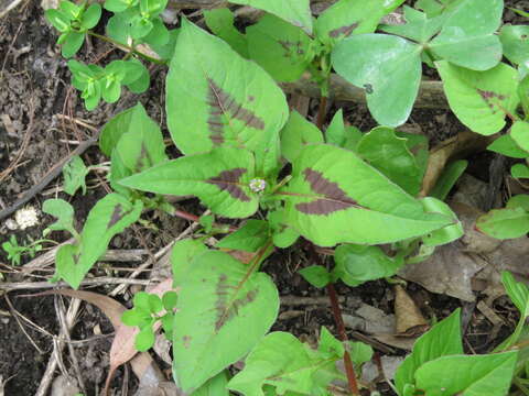 Plancia ëd Persicaria nepalensis (Meisn.) H. Gross