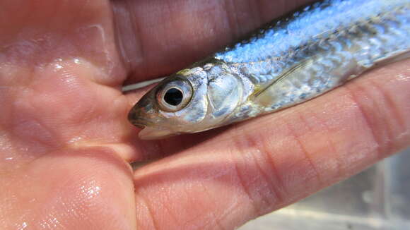 Imagem de Notropis hudsonius (Clinton 1824)